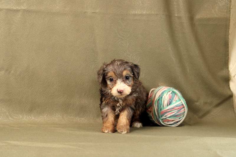 puppy, for, sale, Mini Bernedoodle F2, Matthew B. Stoltzfus, dog, breeder, Gap, PA, dog-breeder, puppy-for-sale, forsale, nearby, find, puppyfind, locator, puppylocator, aca